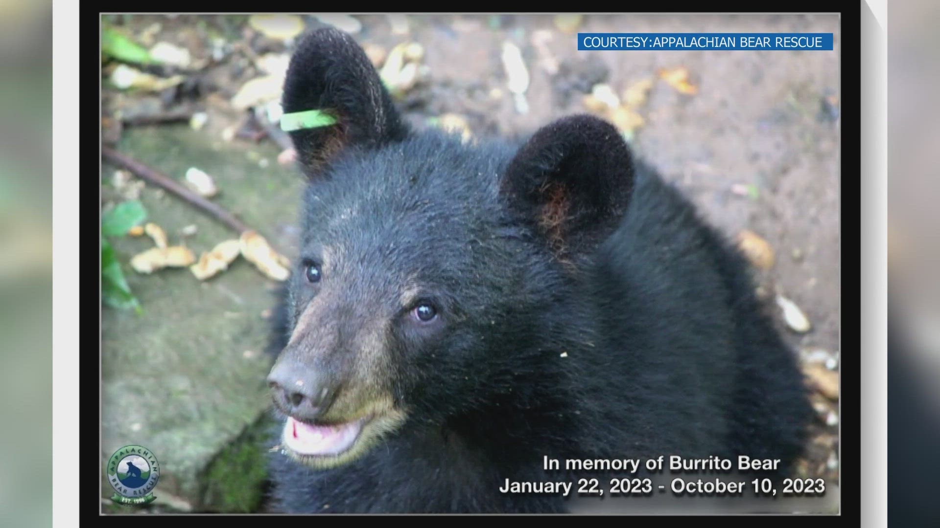 Appalachian Bear Rescue posted on FaceBook that Burrito died overnight. He had an unknown bacterial infection that has also spread to six cubs.