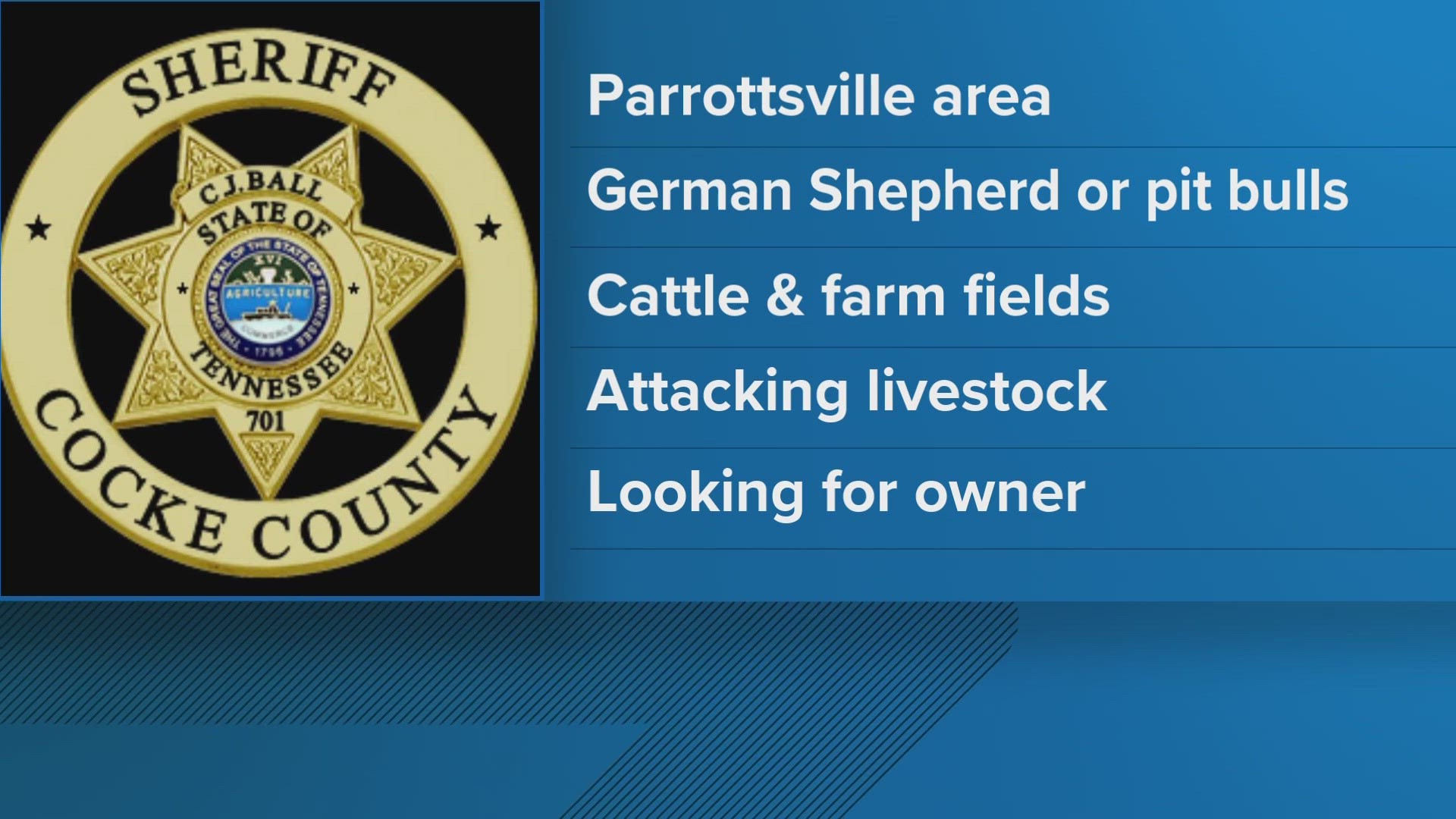 Investigators believe the dogs are German Shepherd mixes or pit bulls. The dogs are running around in cattle and farm fields attacking livestock and other animals.