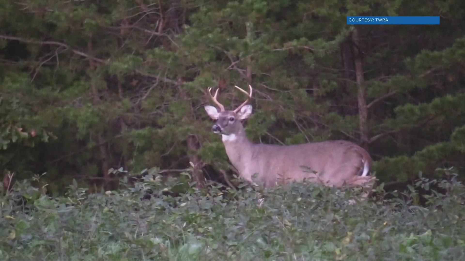 The Tennessee Wildlife Resources Agency said from October to December there is an increase in deer-related vehicle crashes, with crashes at its peak in November.