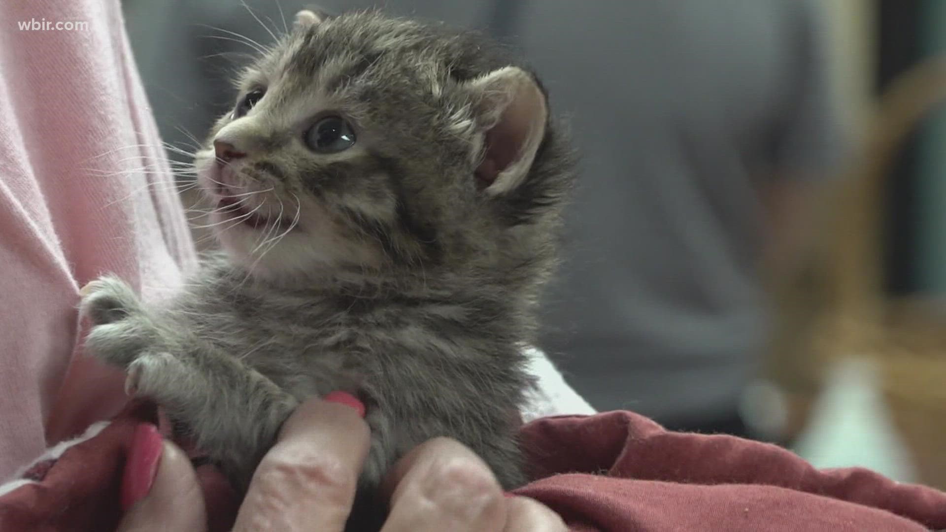 Young-Williams hosted a kitten shower, encouraging people to give these animals a forever home.