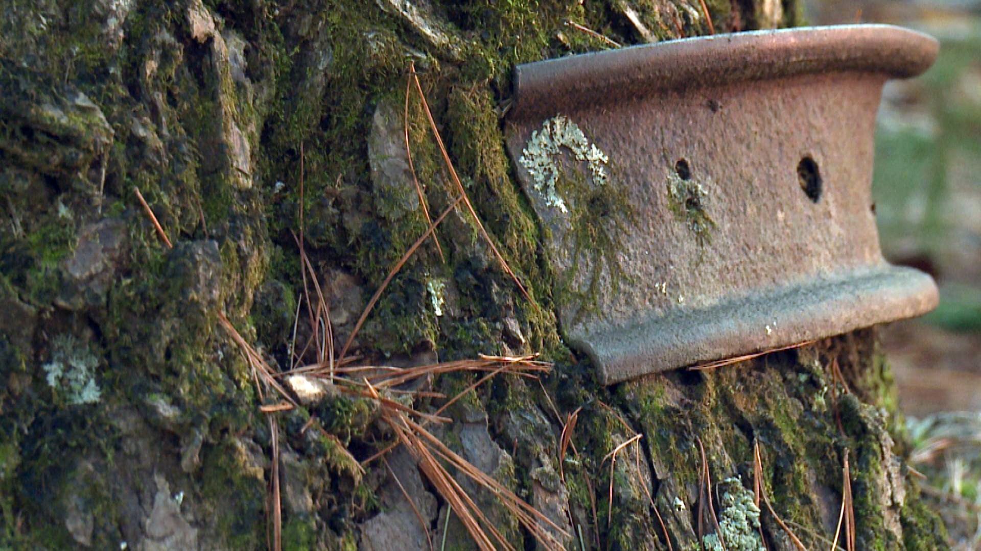 'Pearl Harbor tree' rooted in Cades Cove history