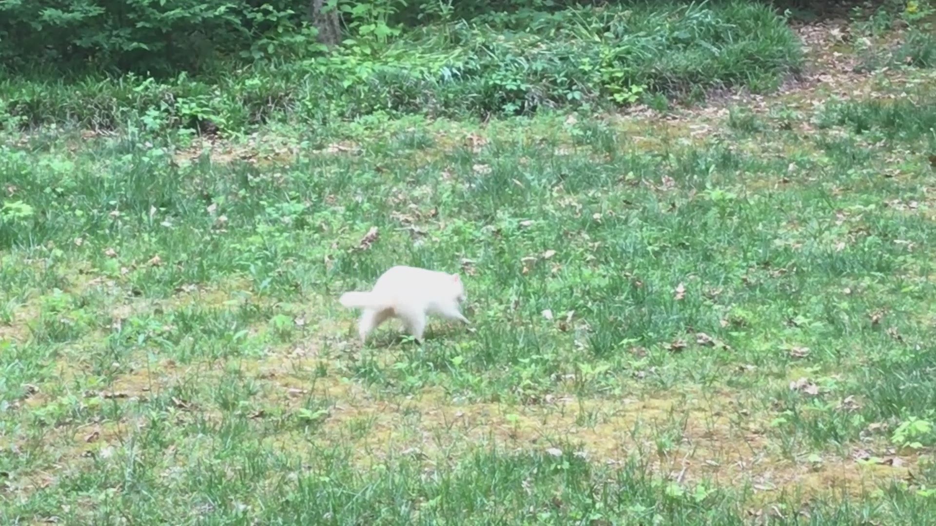 A rare albino raccoon trotted through a woman's yard about a mile off of Kingston Pike near Pellissippi Parkway in West Knoxville this week.