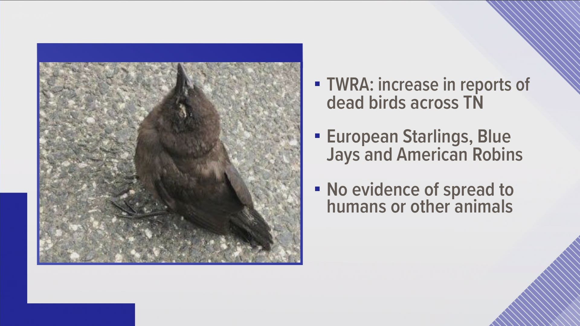 The disease causes eye swelling and crusty discharge from the eyes of birds and may also be associated with neurological symptoms, according to TWRA.