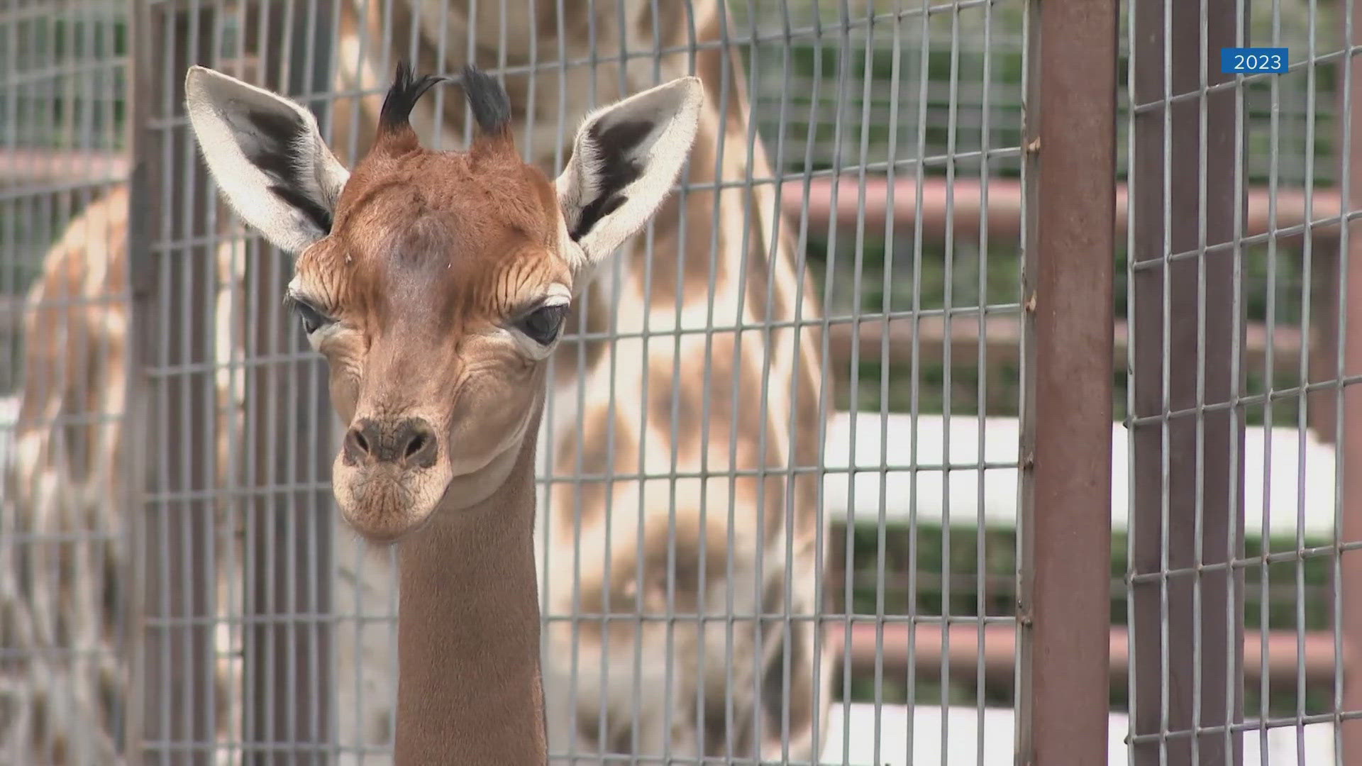 'Kipekee,' the spotless giraffe born at Brights Zoo, has passed away