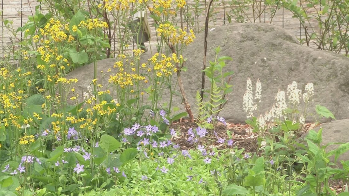 Great Smoky Mountains on track for another record year as wildflowers