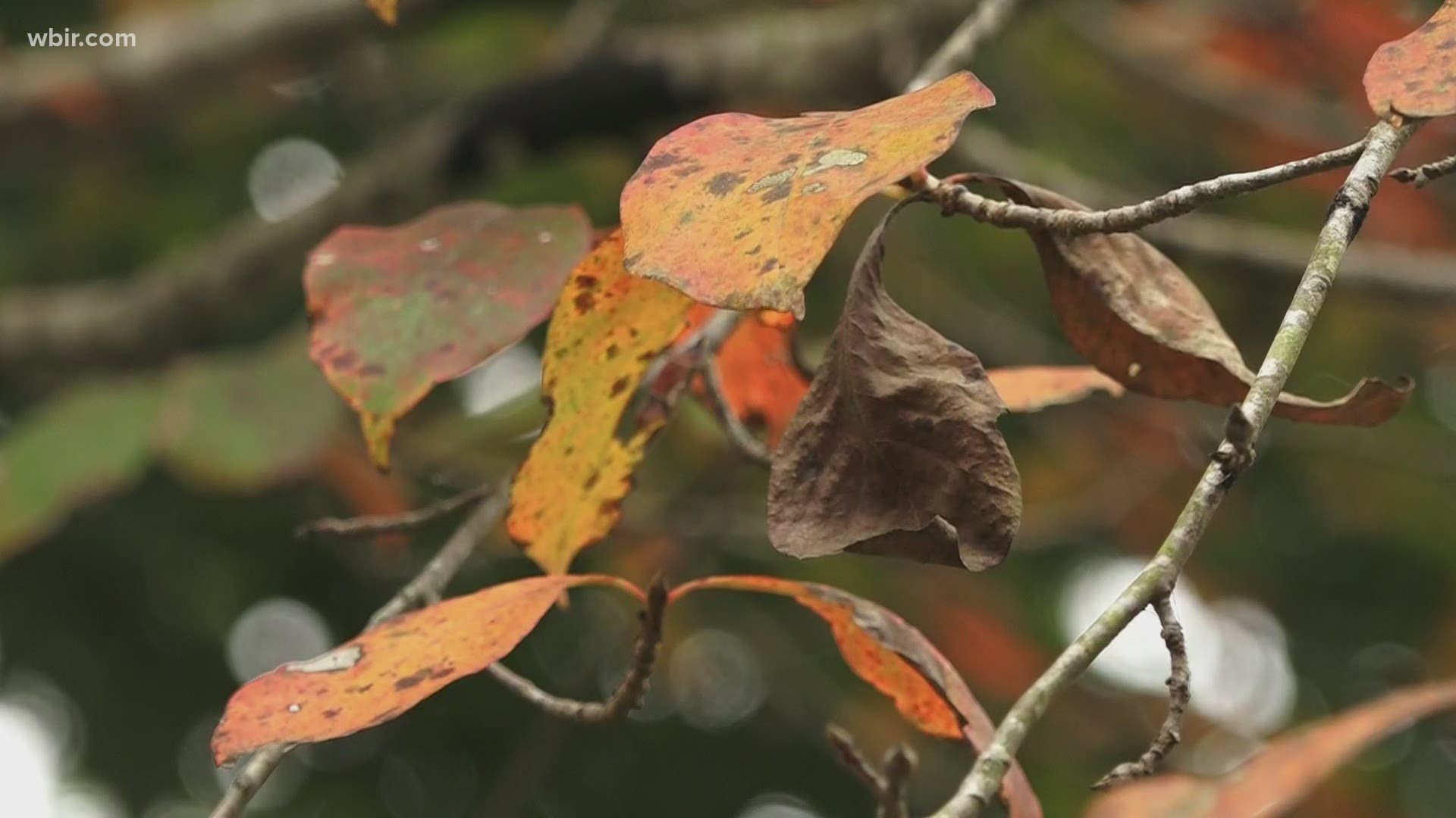 Fall colors are finally popping up around East Tennessee, bringing people to the Great Smoky Mountains to see the leaves.