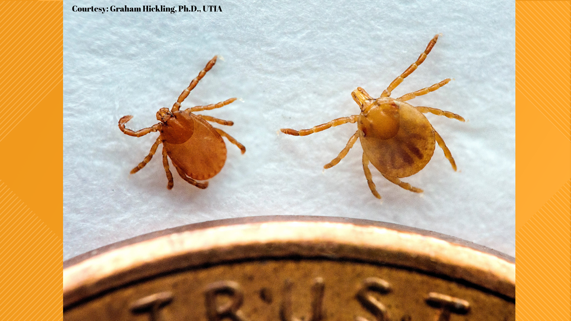 Asian longhorned tick found in several more East Tennessee counties