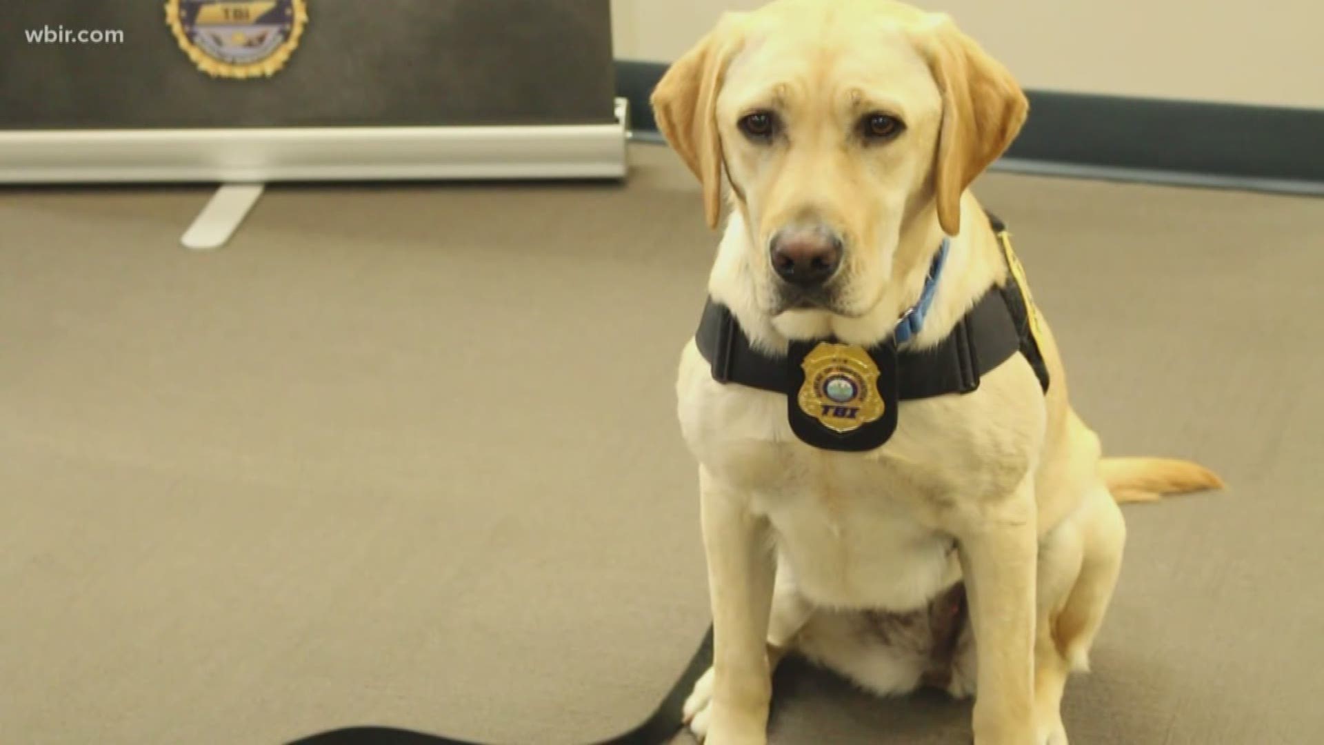 Faith is the TBI's arson dog. She goes to fires the TBI thinks might have been set on purpose and smells to see if there are traces of chemicals like lighter fluid.