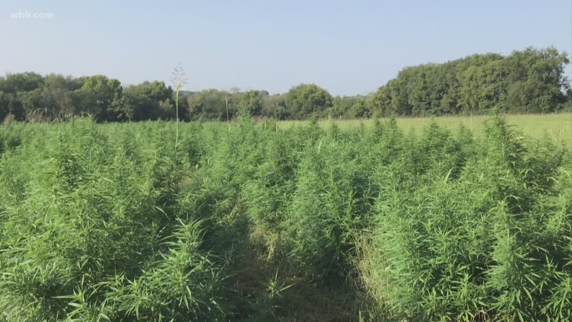 Thousands of people will soon find out if they can grow hemp in Tennessee