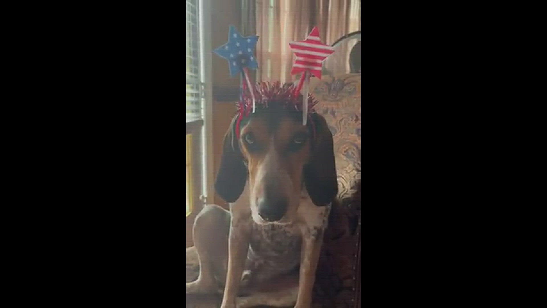 Boone is a blue tick coonhound rescued from Young Williams.
Credit: Sherry