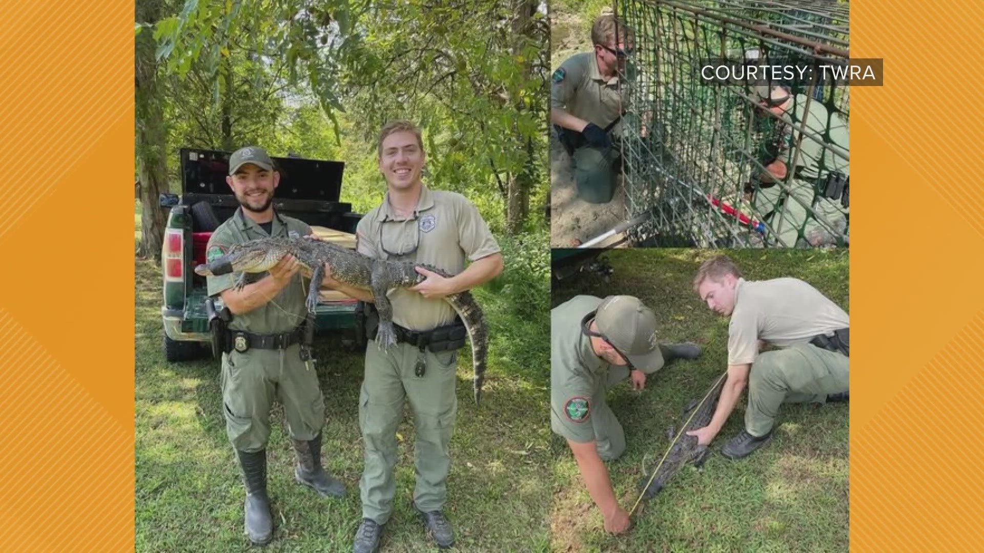Alligators are invasive in many parts of Tennessee. Agents believe this gator belonged to someone who dumped it. This gator was taken to the Chattanooga Zoo.