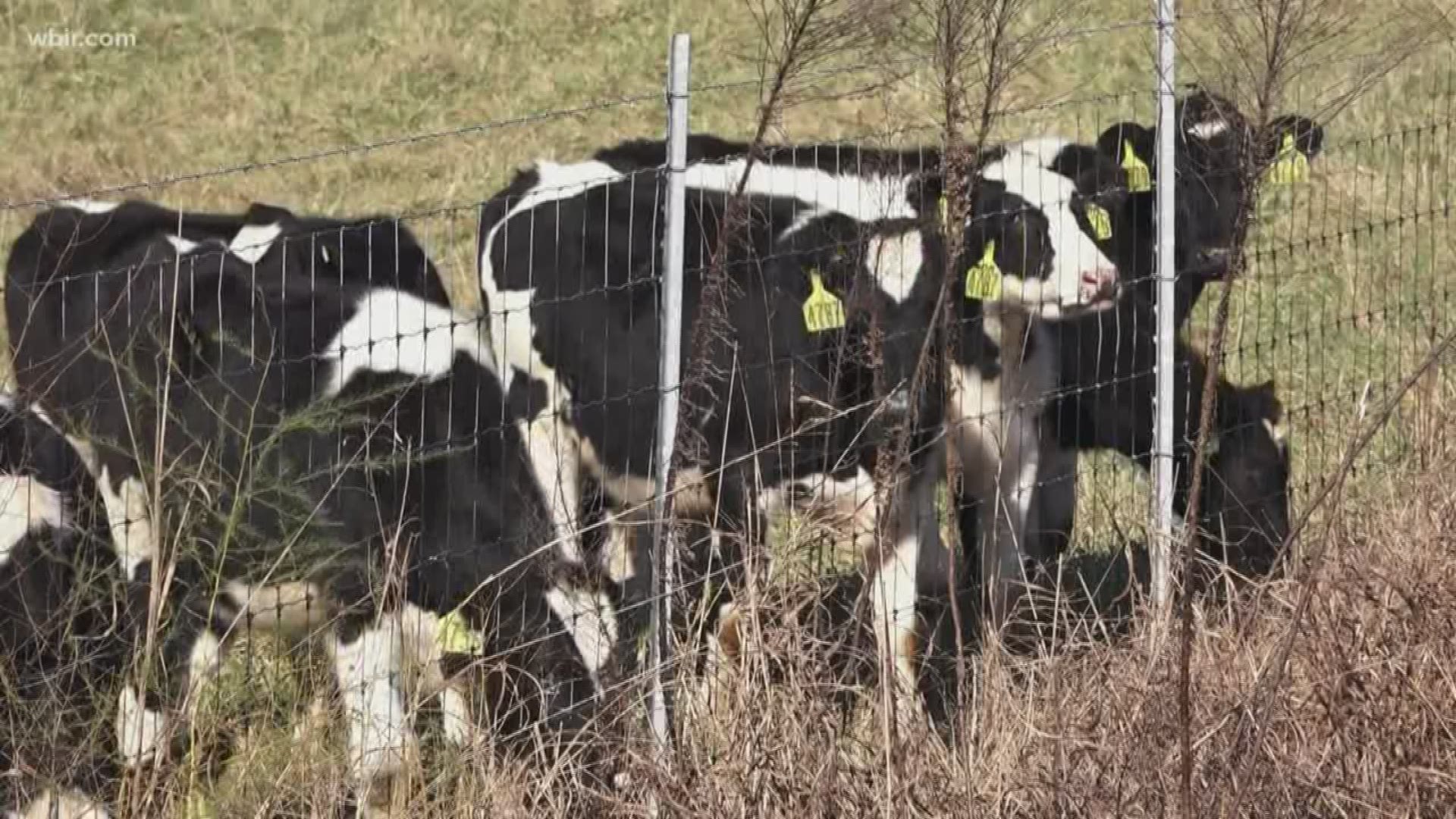 The National Farmers Union says since 1992, around 10 dairy farms a day have gone out of business. Now Dean Foods, owner of Mayfield, has filed bankruptcy.