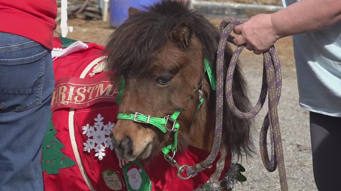 TN miniature horse rescue holiday event