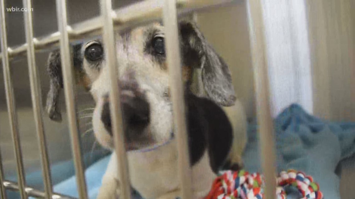 Humane society of the tennessee valley issues emergency appeal for