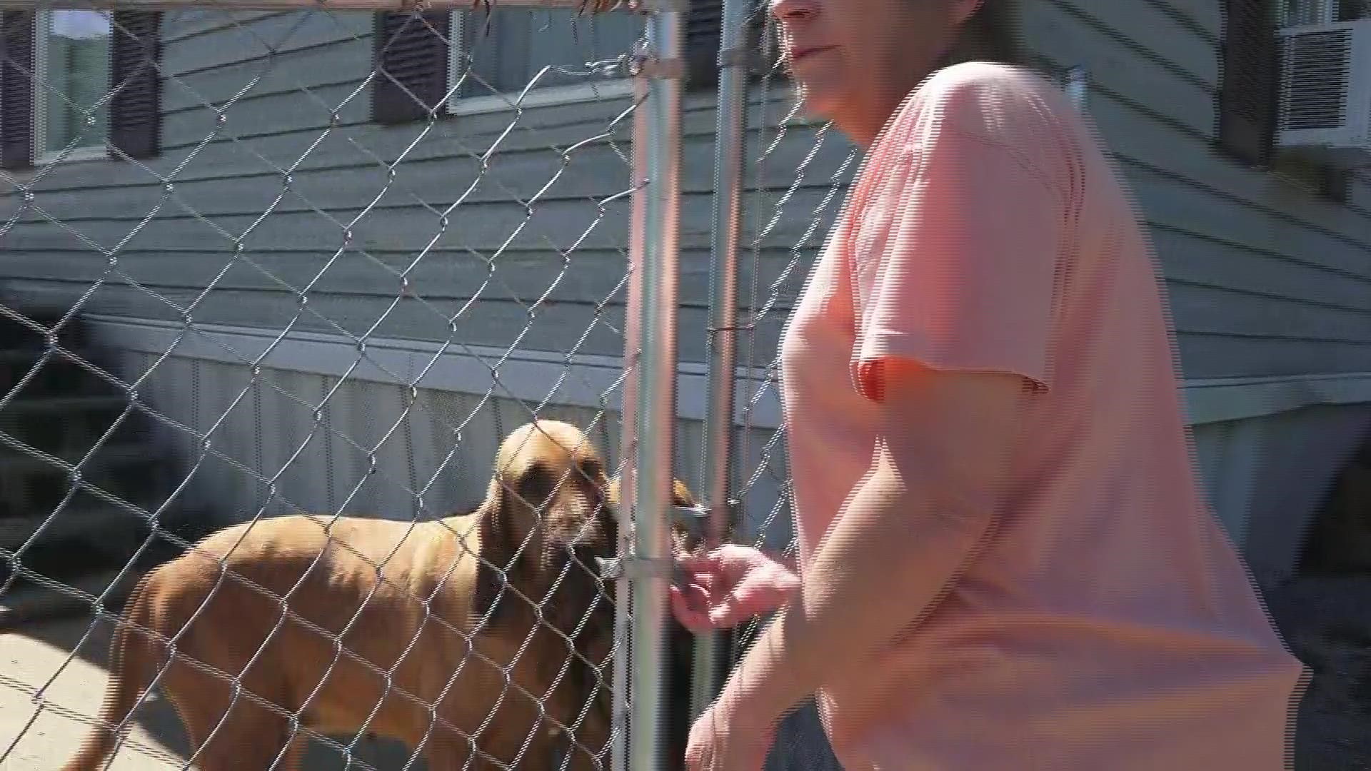 An event on Saturday in Powell will help the sanctuary feed more dogs in need.