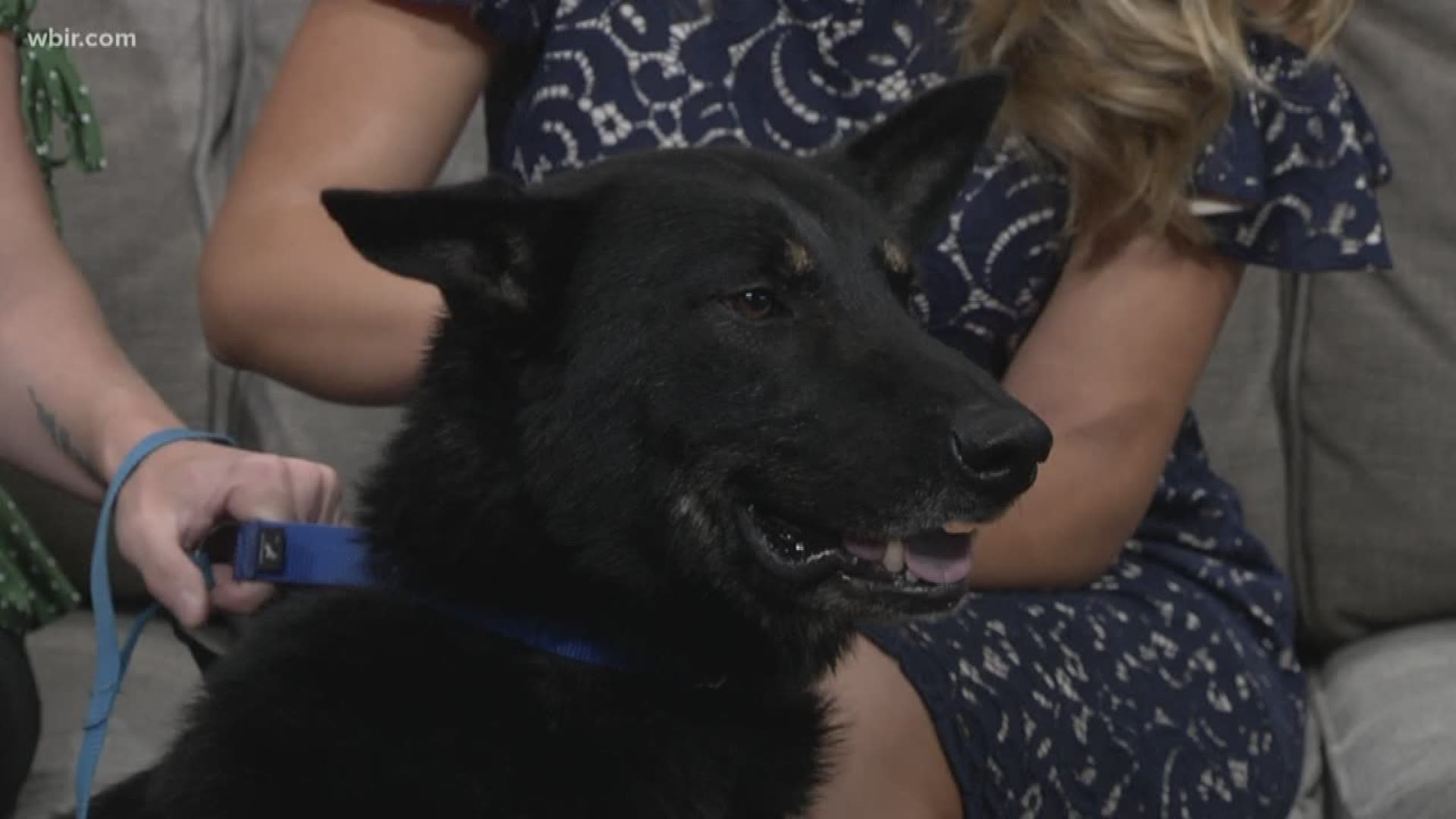 Dr. Nancy Harvey from Young Williams Animal Center brings in this adorable pup named Ju-Ju.