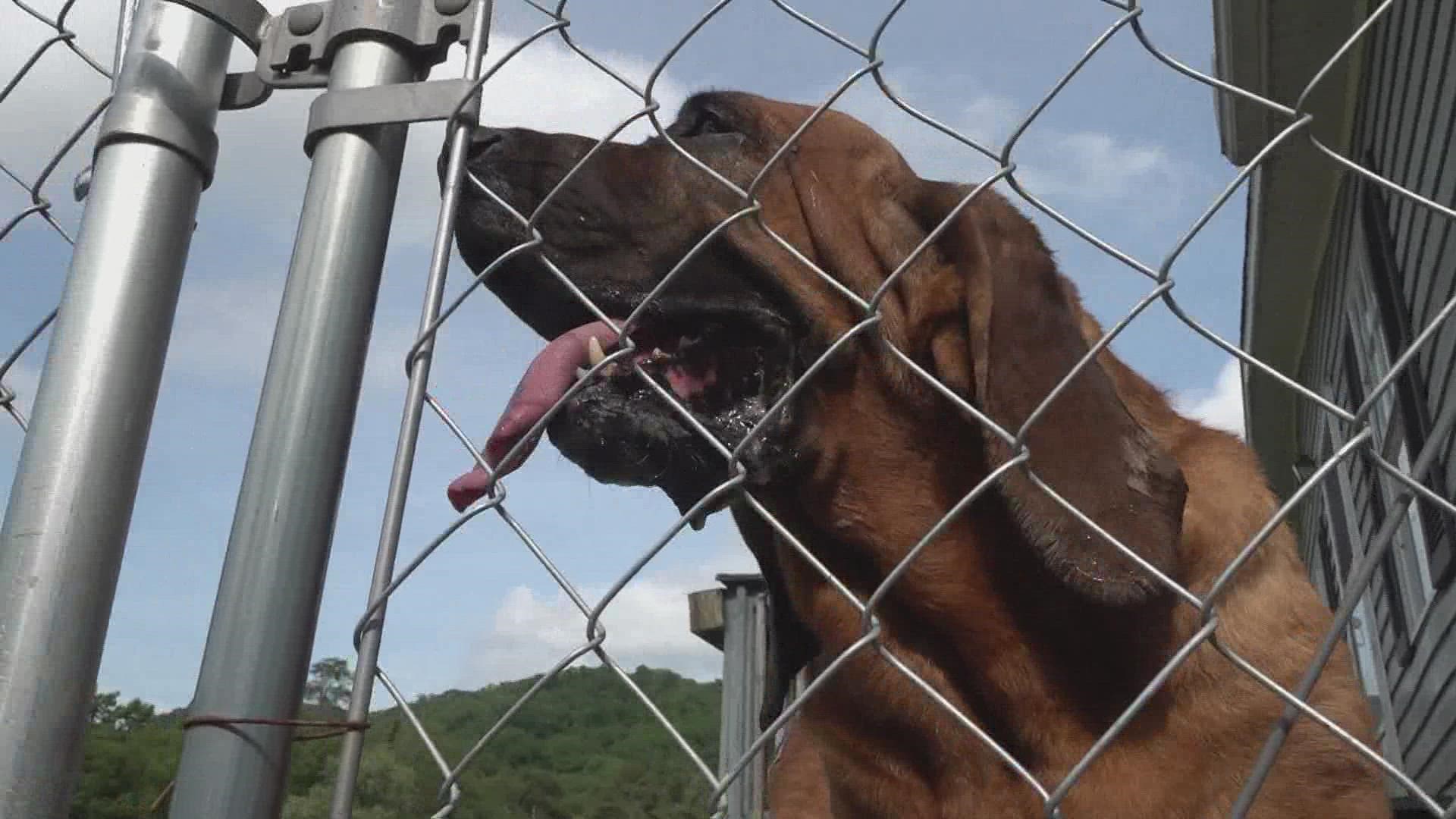 East Tennessee Bloodhound Rescue is currently home to 20 dogs and has been in operation for 20 years.