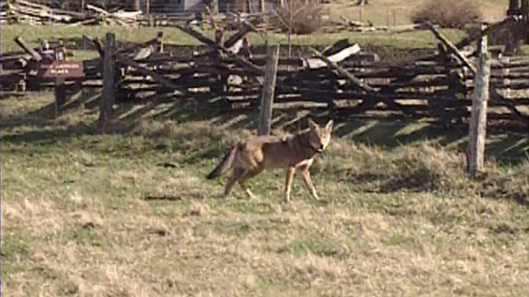 Red Wolf Cades Cove Great SMoky MOuntains National Park 1990s