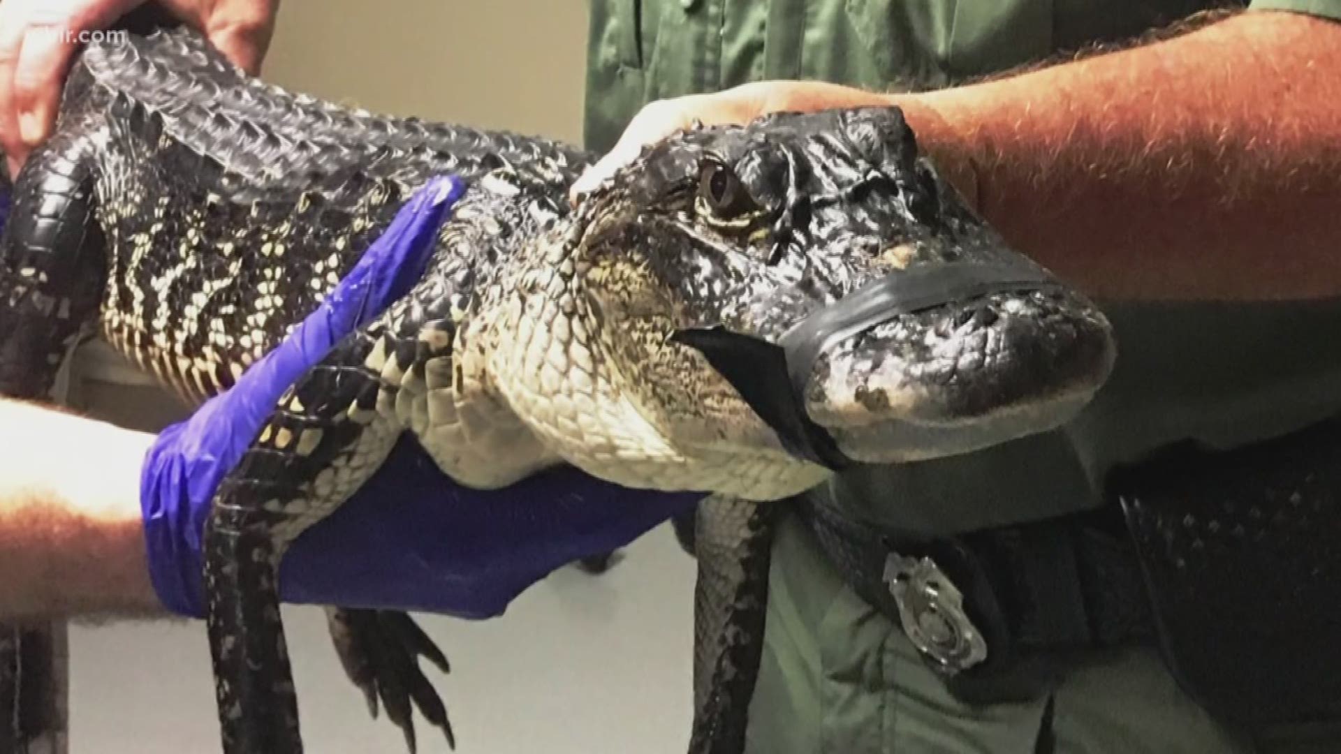 Sep. 19, 2018: The alligator found in a woman's back-yard in Monroe County is now safely residing at its new home at the Chattanooga Zoo.