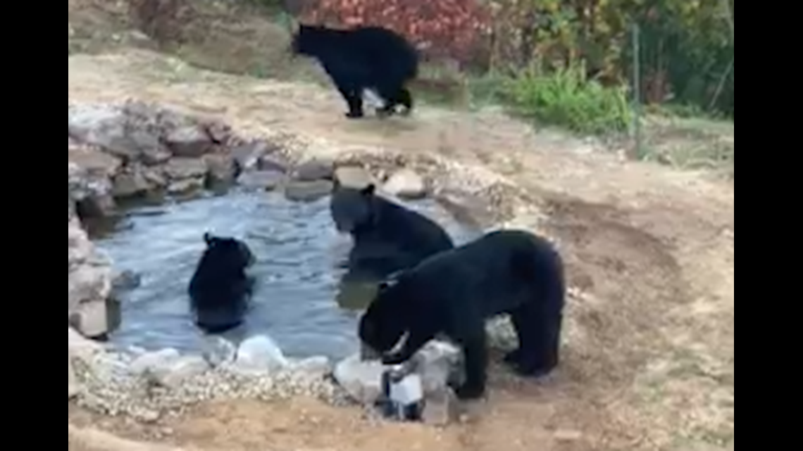 Rare footage captures sleuth of bears frolicking in Gatlinburg pond