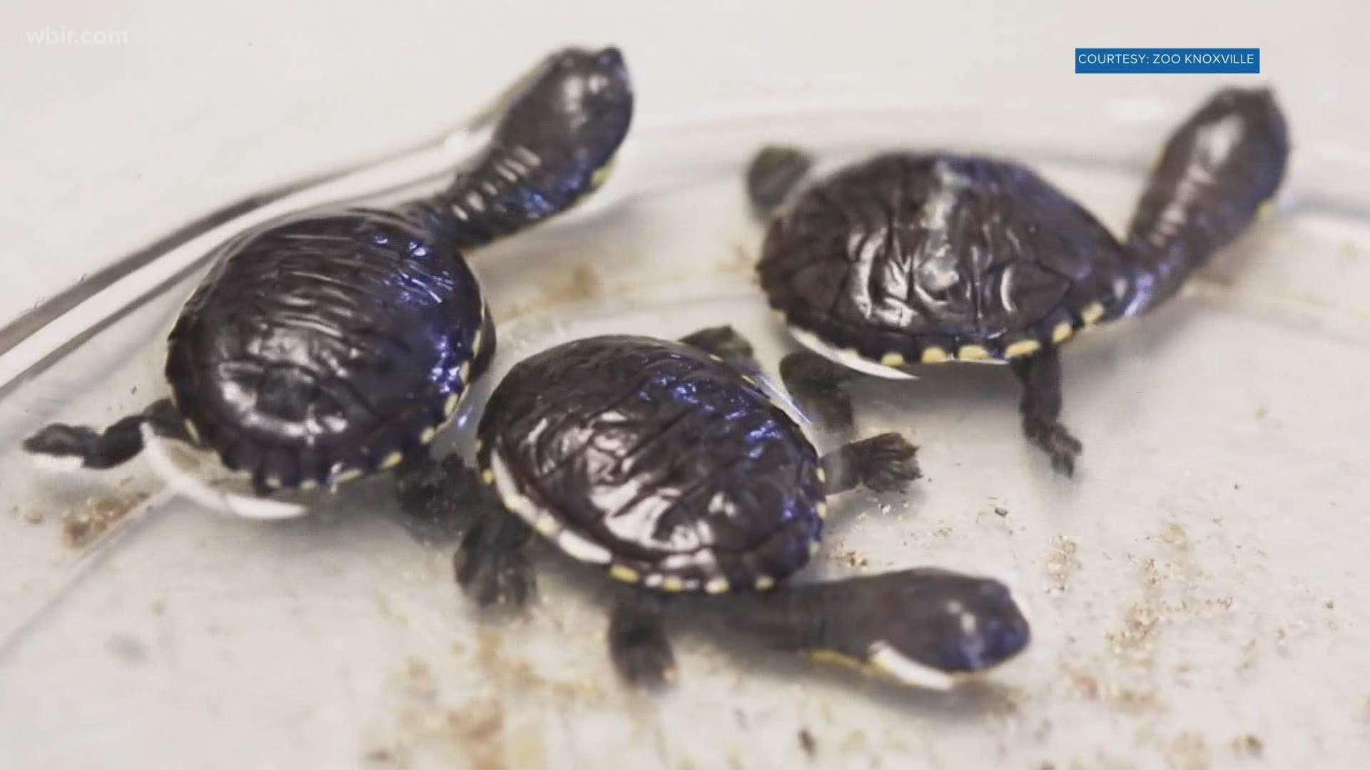 The three turtles hatched in mid-April.