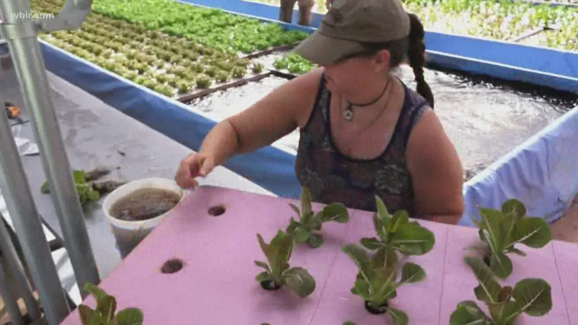 It's called 'Aquaponics.'