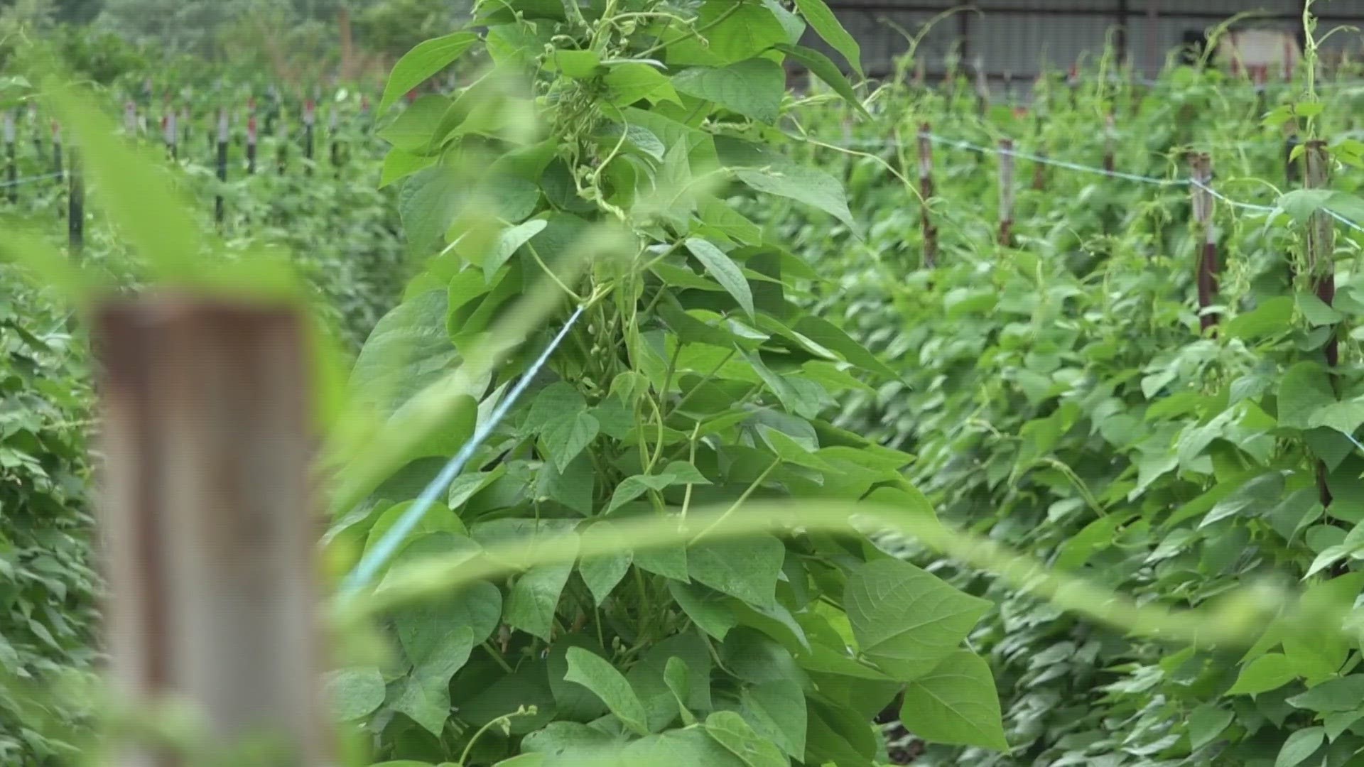 Some of the farmers at an East Tennessee farmers market said some rain was exactly what they needed to keep tending their crops.