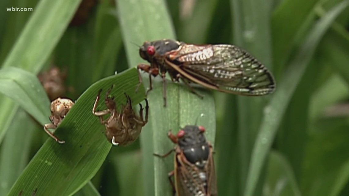 Hyper-sexual 'zombie cicadas' expected to emerge this spring | wbir.com