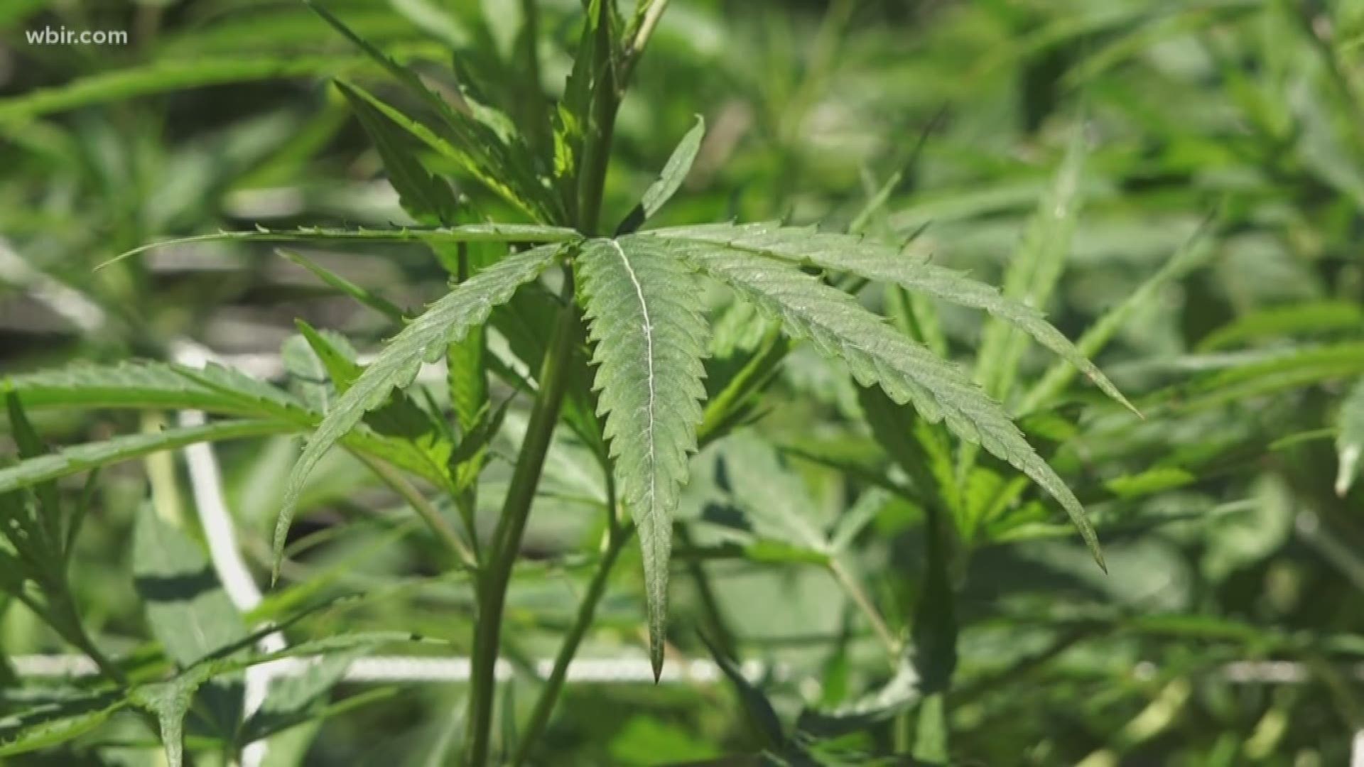 The State Agriculture Department says it's received more than 2,000 license applications to grow hemp.
Last year -- it only received between 200 to 300.