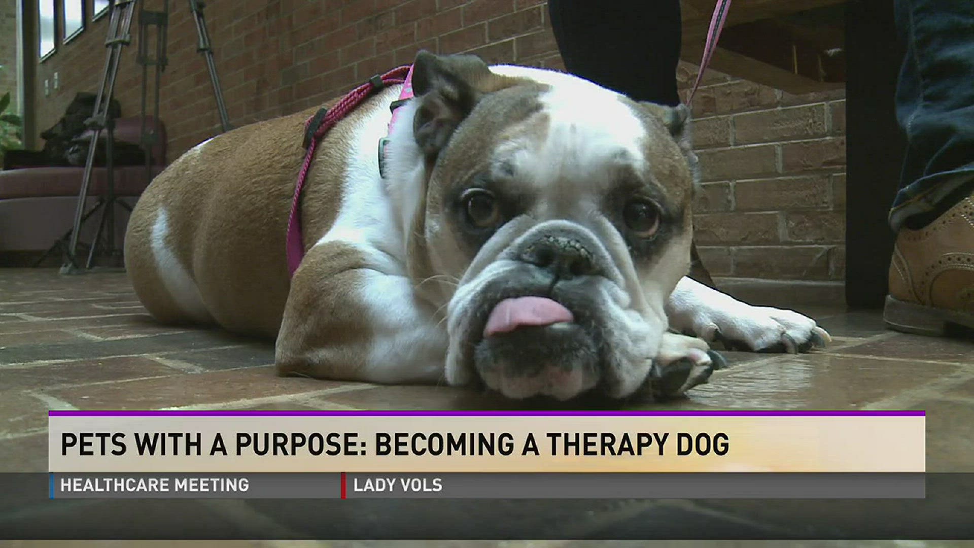 Pets with a purpose: Becoming a therapy dog
