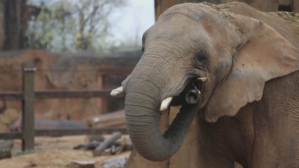 Meet the elephant family - Born Free