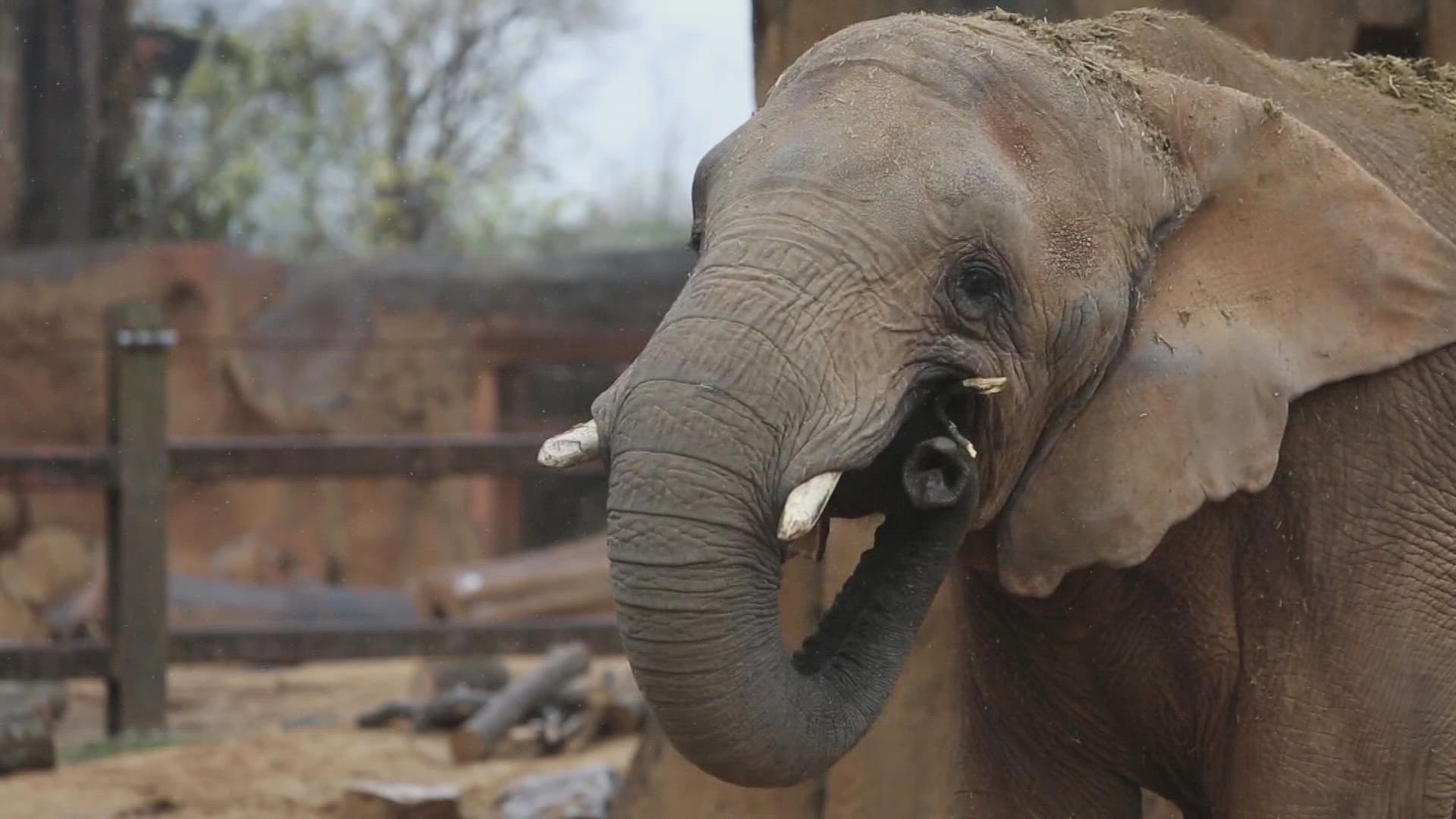 The zoo said the aging elephants will join a larger group to give the three companionship as they enter the late stages of their lives.