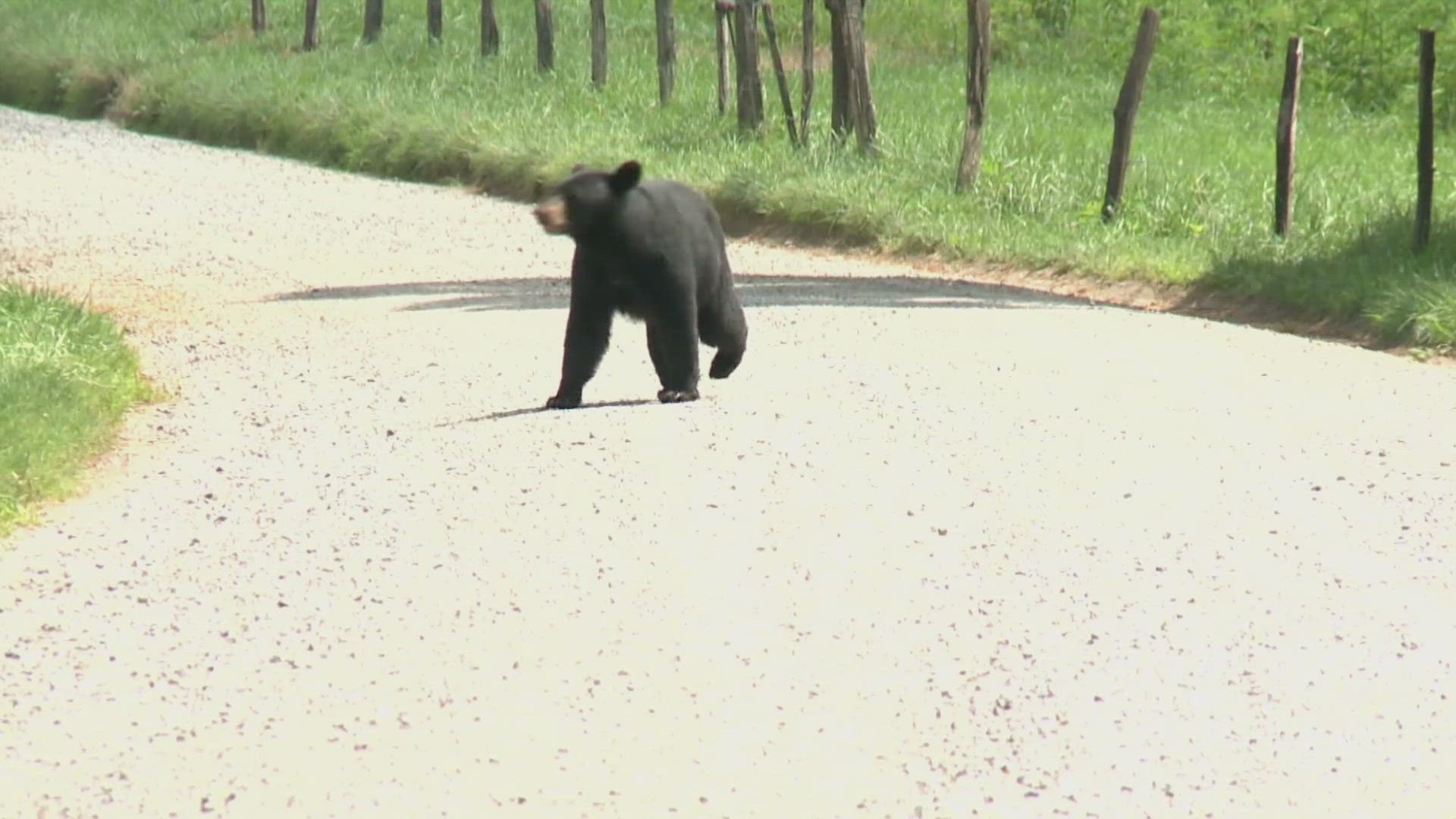 Appalachian Bear Rescue takes in more cubs.