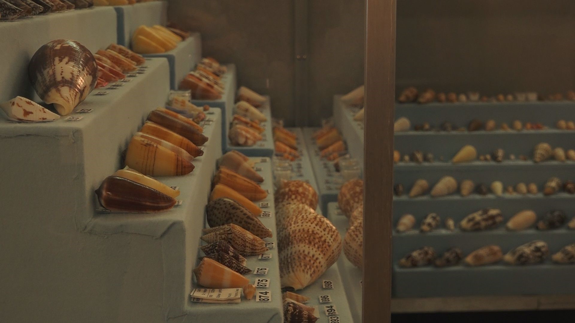 East TN man with one of the largest seashell collections in the world