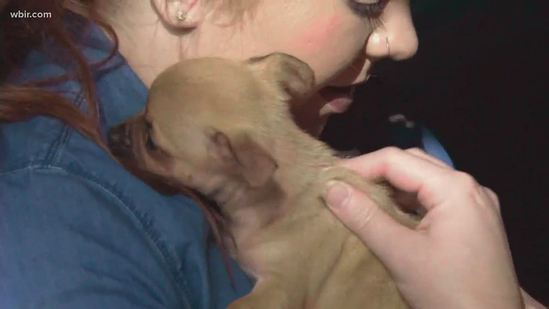 The Cuddle Bus teamed up with Knox Brew Tours for a puppy snuggle event.