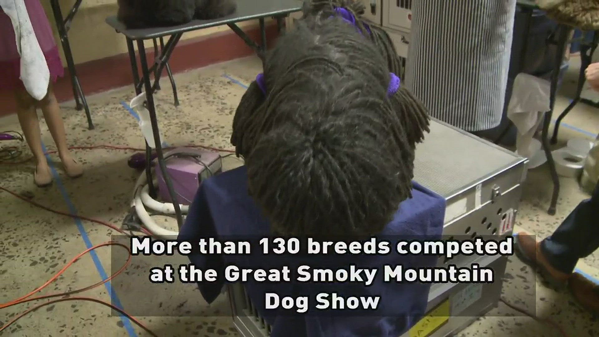 Hundreds of dogs compete at Great Smoky Mountain Dog Show