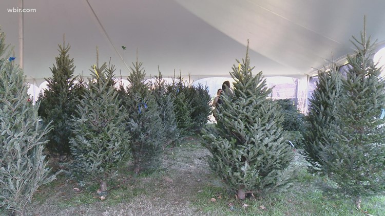 Knox County offers residents free Christmas tree recycling