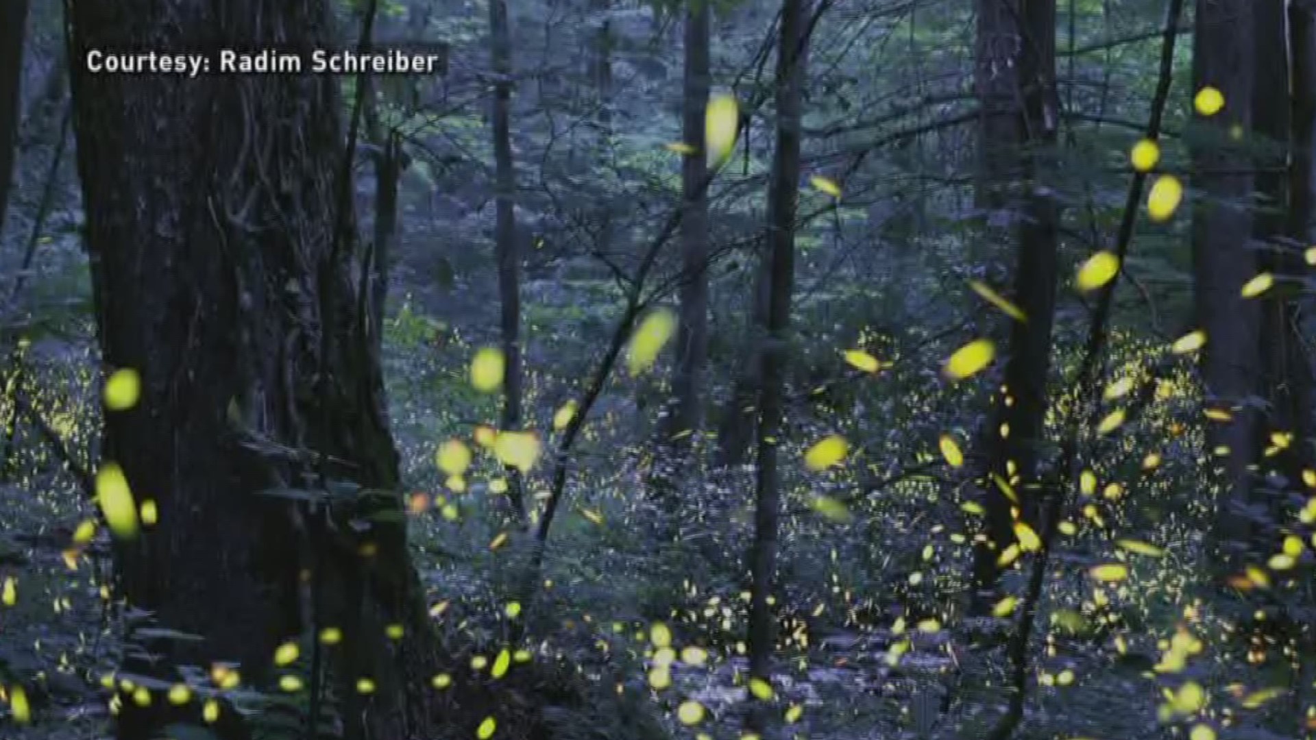 10News reporter Michael Crowe has more on the annual synchronous firefly event in the Great Smoky Mountain National Park. (6/1/16)
