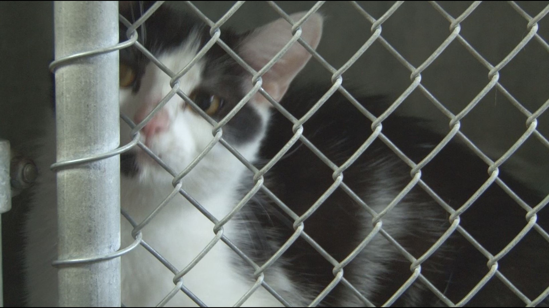 Maryville animal shelter moving to new space