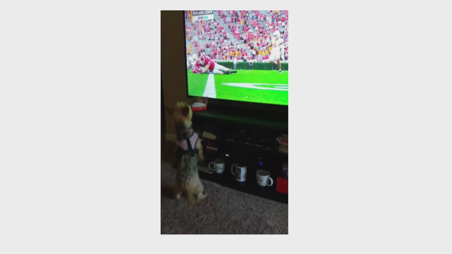One dog cheered on the Vols during their game in Georgia on Saturday! Credit - Karen Miraglia