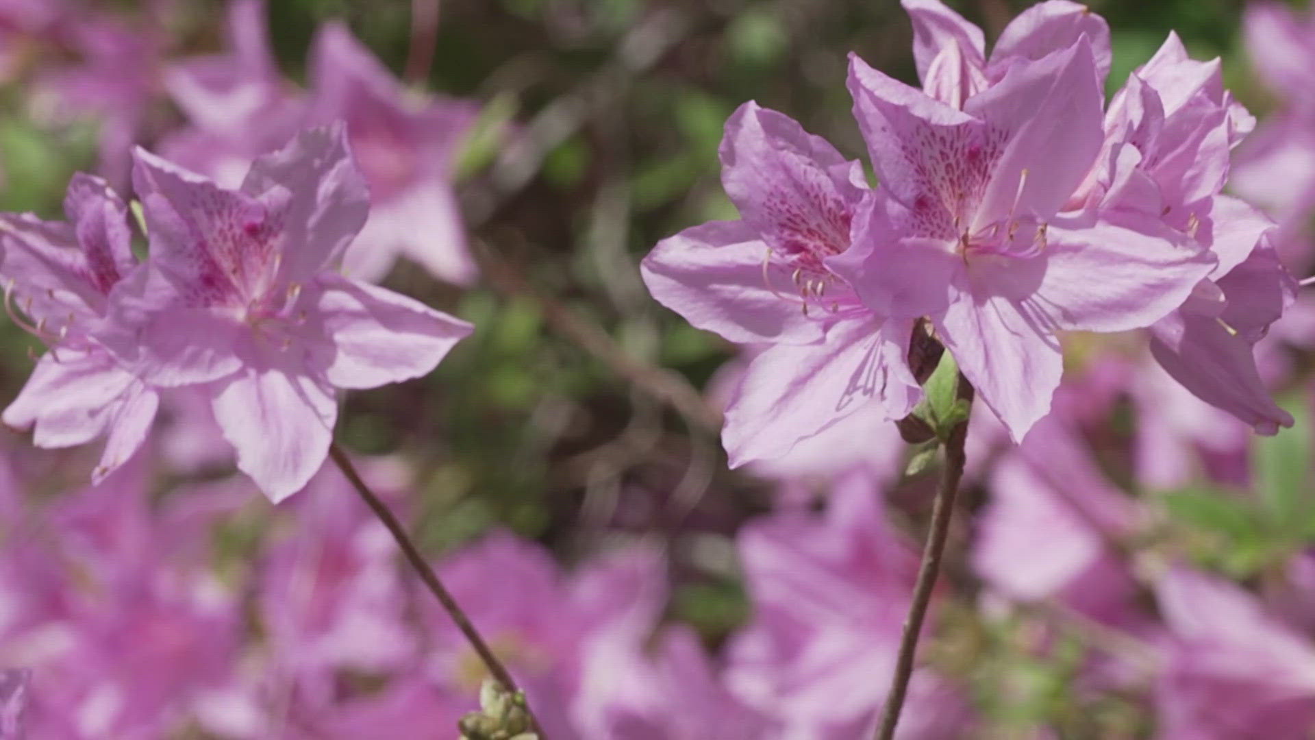 The Knoxville Botanical Garden is deeply rooted in East Tennessee history. What started as a family-owned business in the late 1700s, is now a retreat.