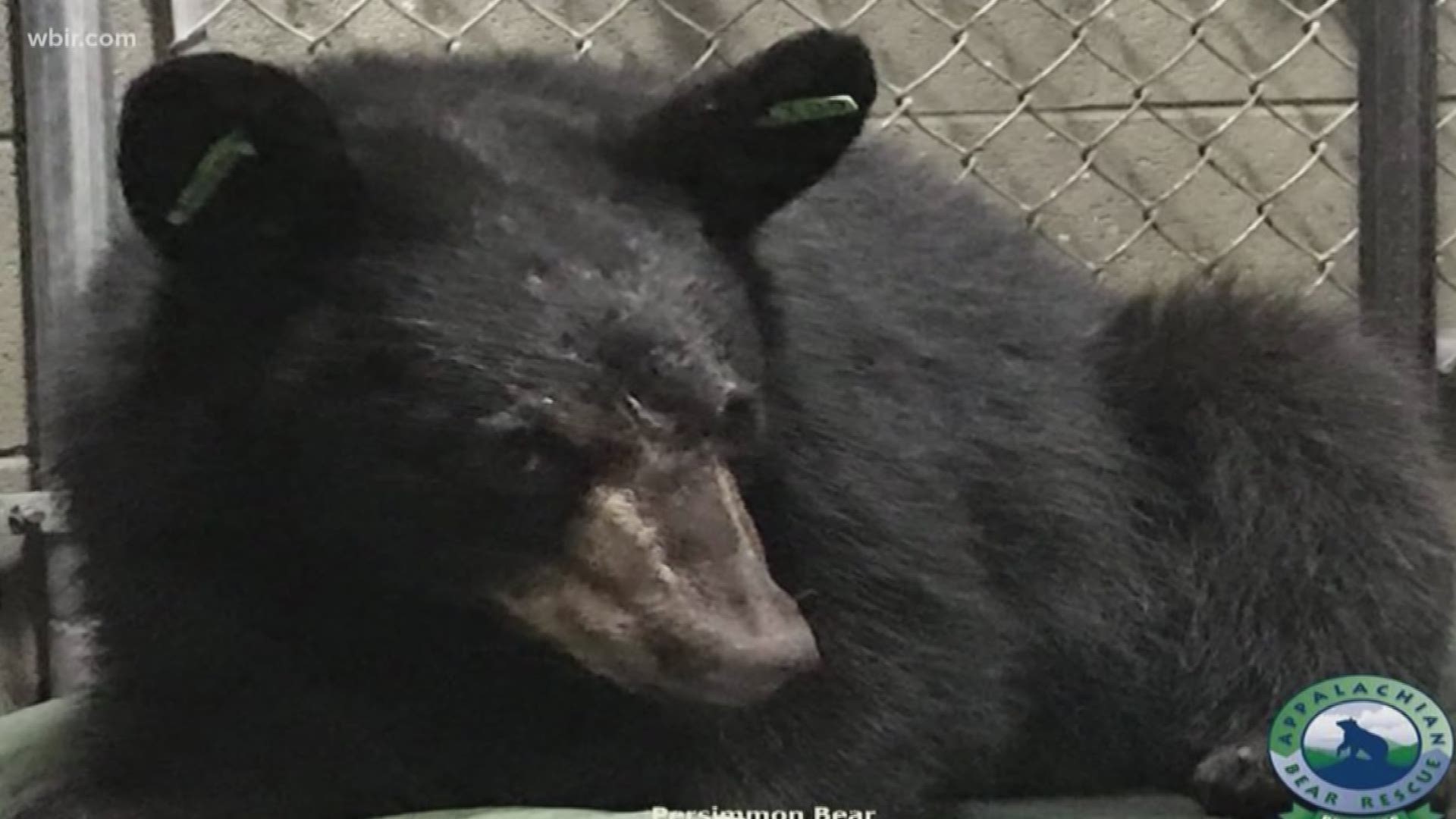 The bear, named Persimmon, had suffered rib and lung injuries and is recovering.