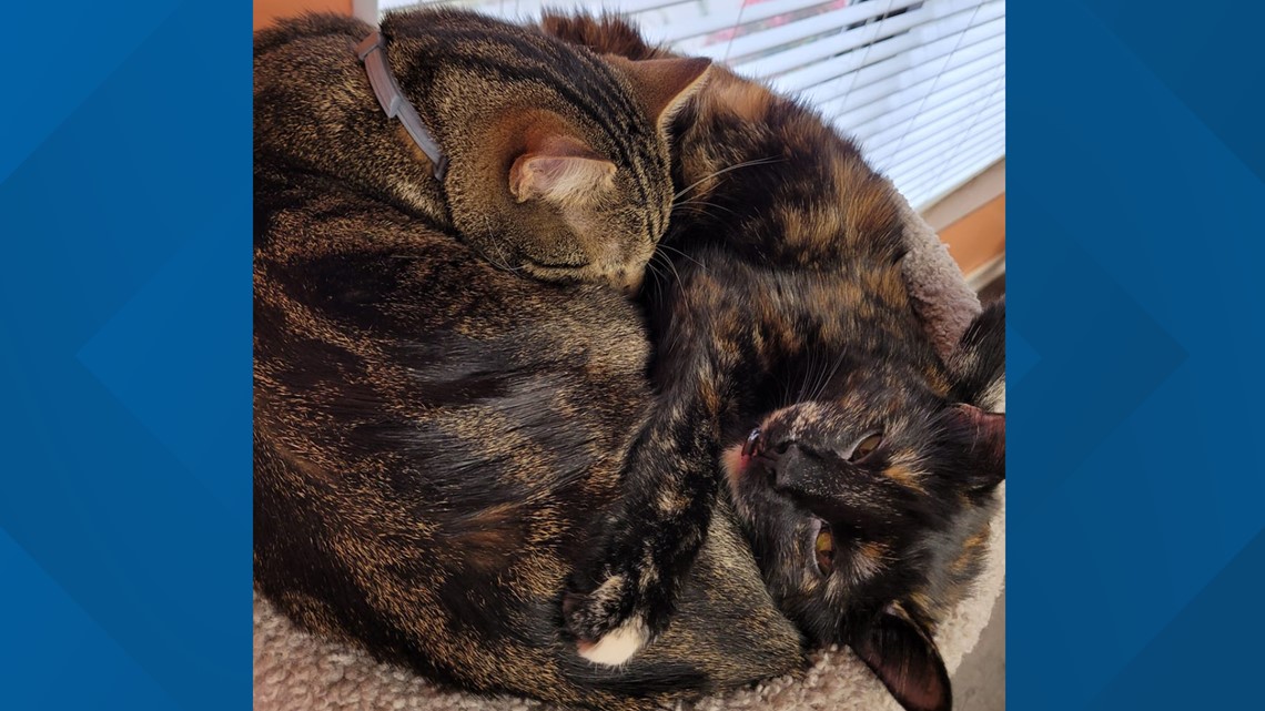 East Tennessee veterinarian uses clinic cats to remind people about choosing the right pets on social media - Vimarsana News
