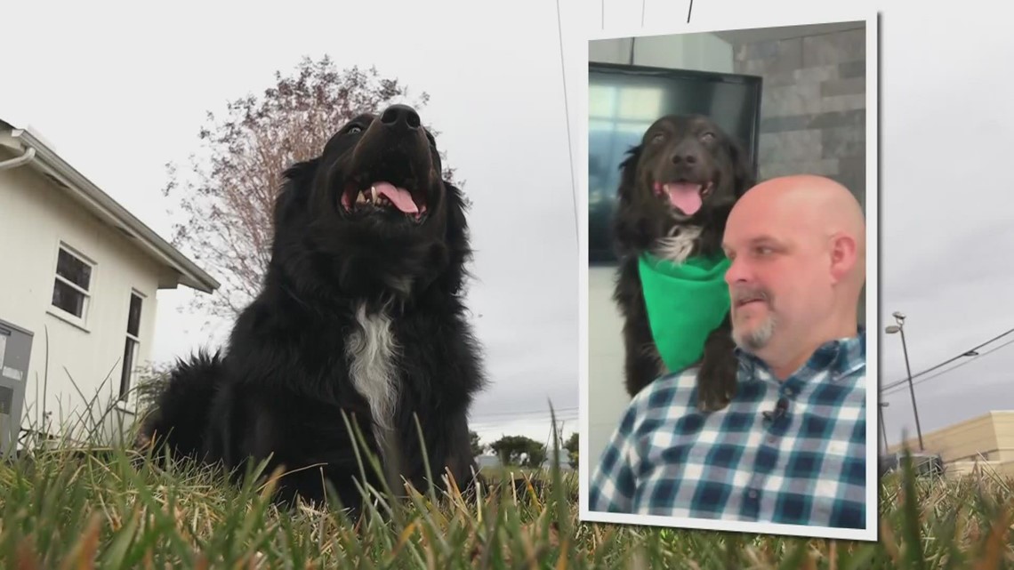 Lancelot the therapy dog helps Street Hope Tennessee - Vimarsana News