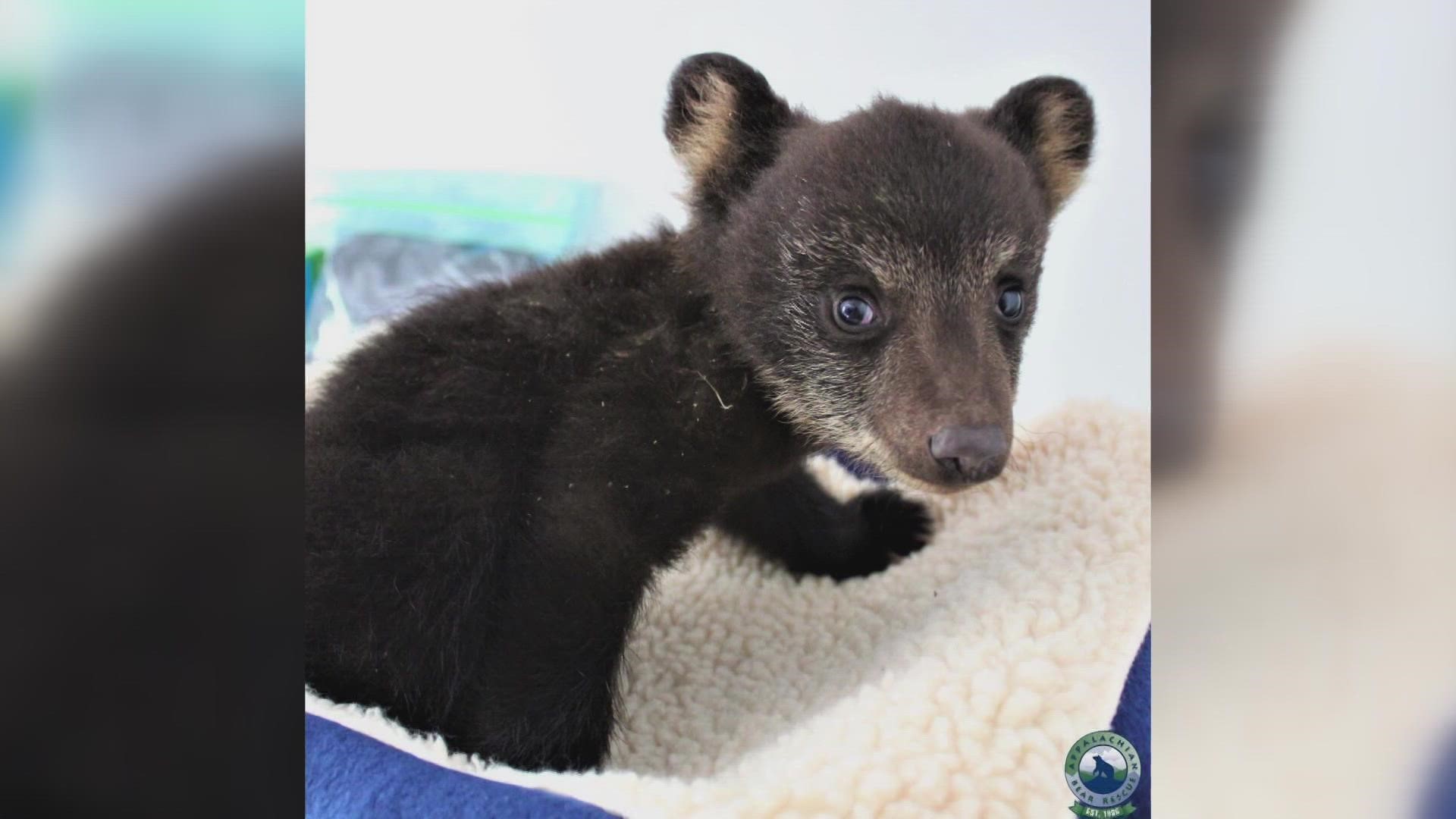 Taco arrived at the Appalachian Bear Rescue facility on May 5, 2022, and only weighed around 3.6 pounds.