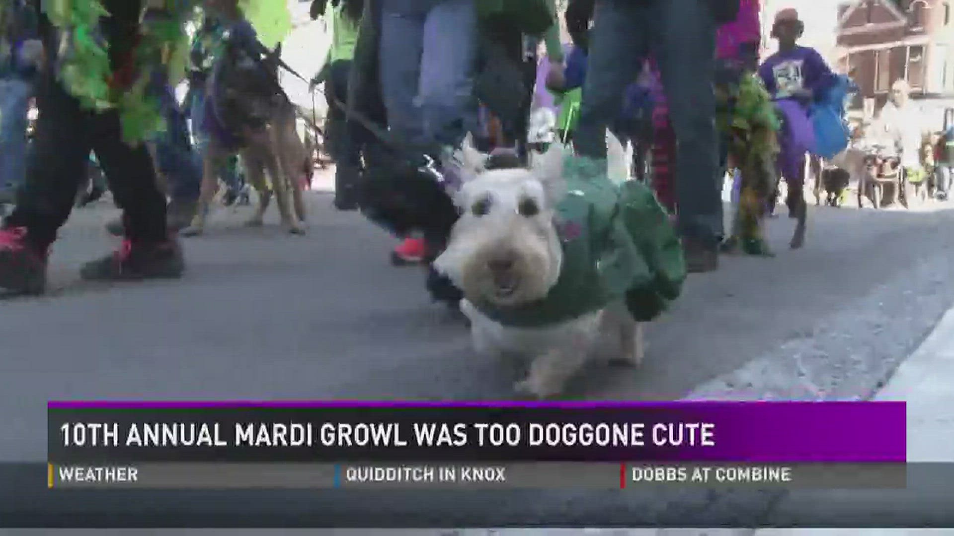 The festivity for animal lovers was just too doggone cute.