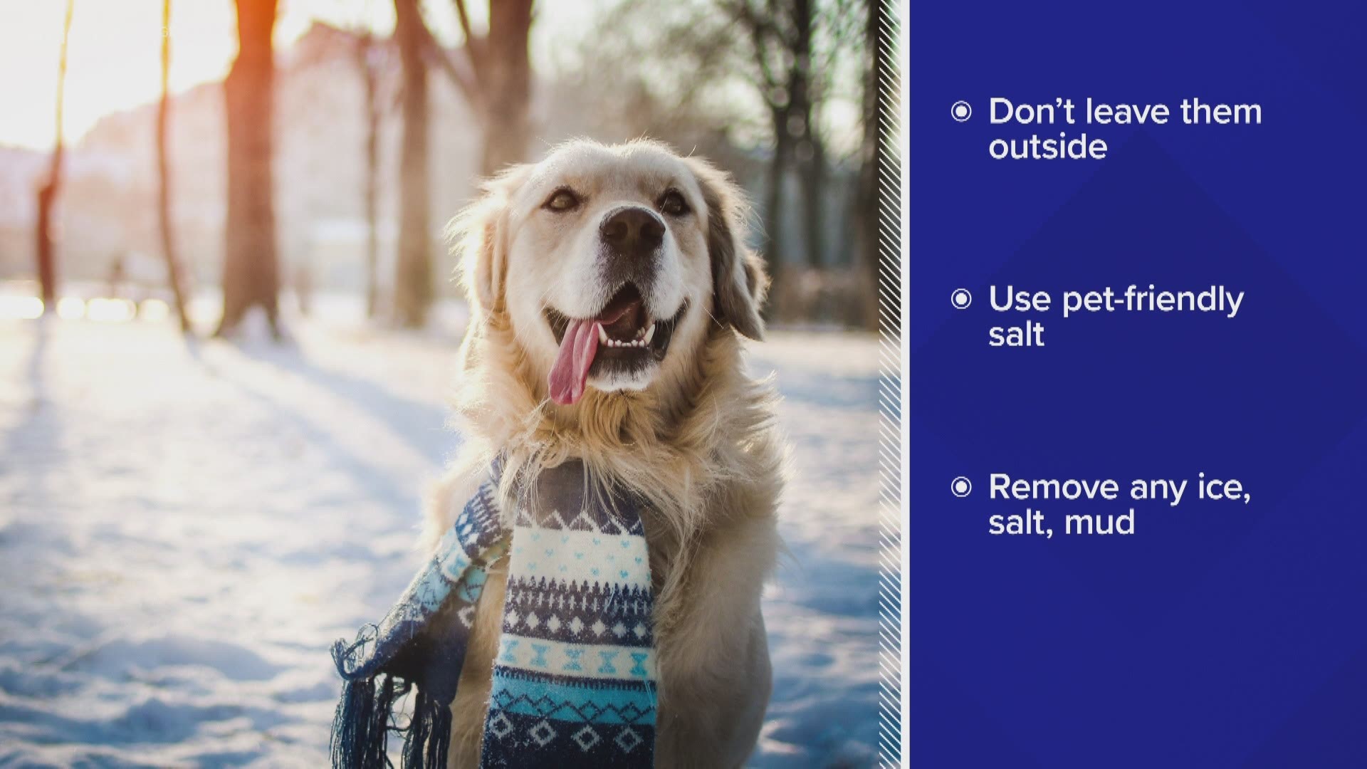 If it's too cold outside for you, then it's also probably too cold for your pets.