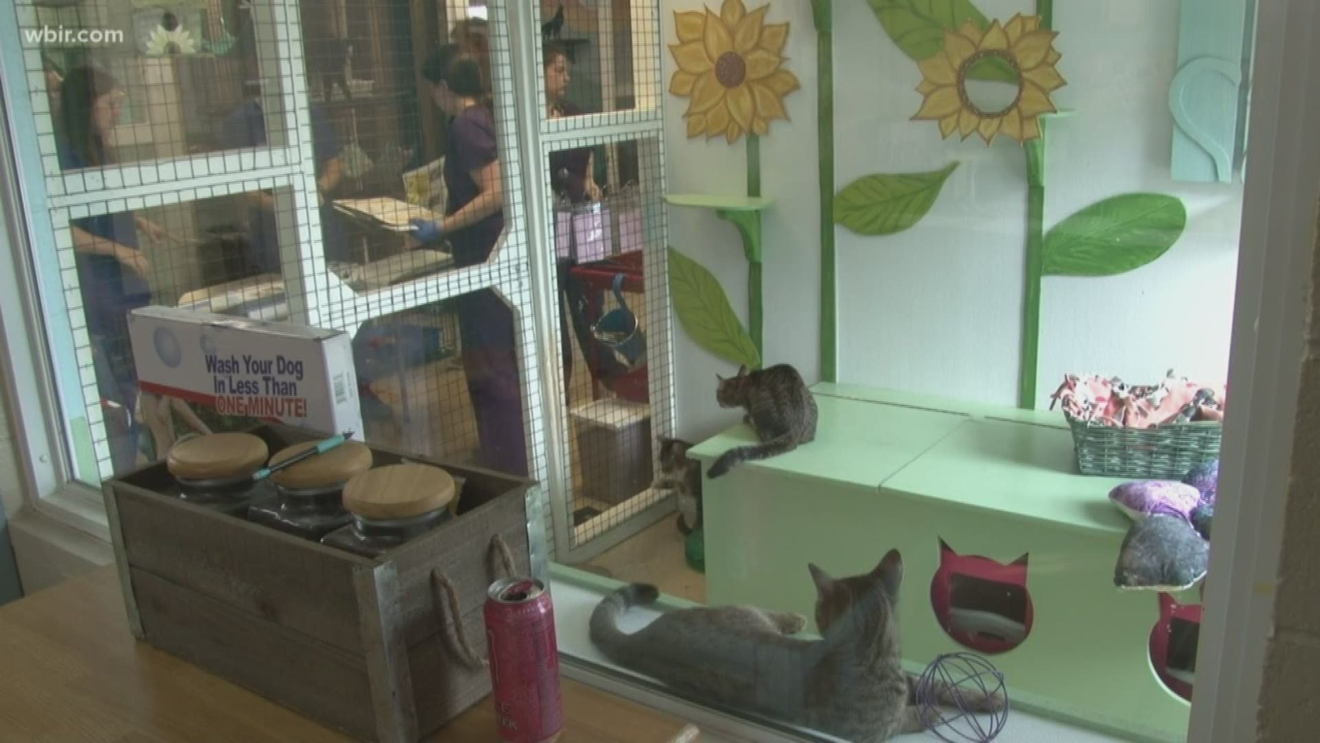 Volunteers are helping to spay and neuter dozens of cats seized in a Cocke County hoarding case.