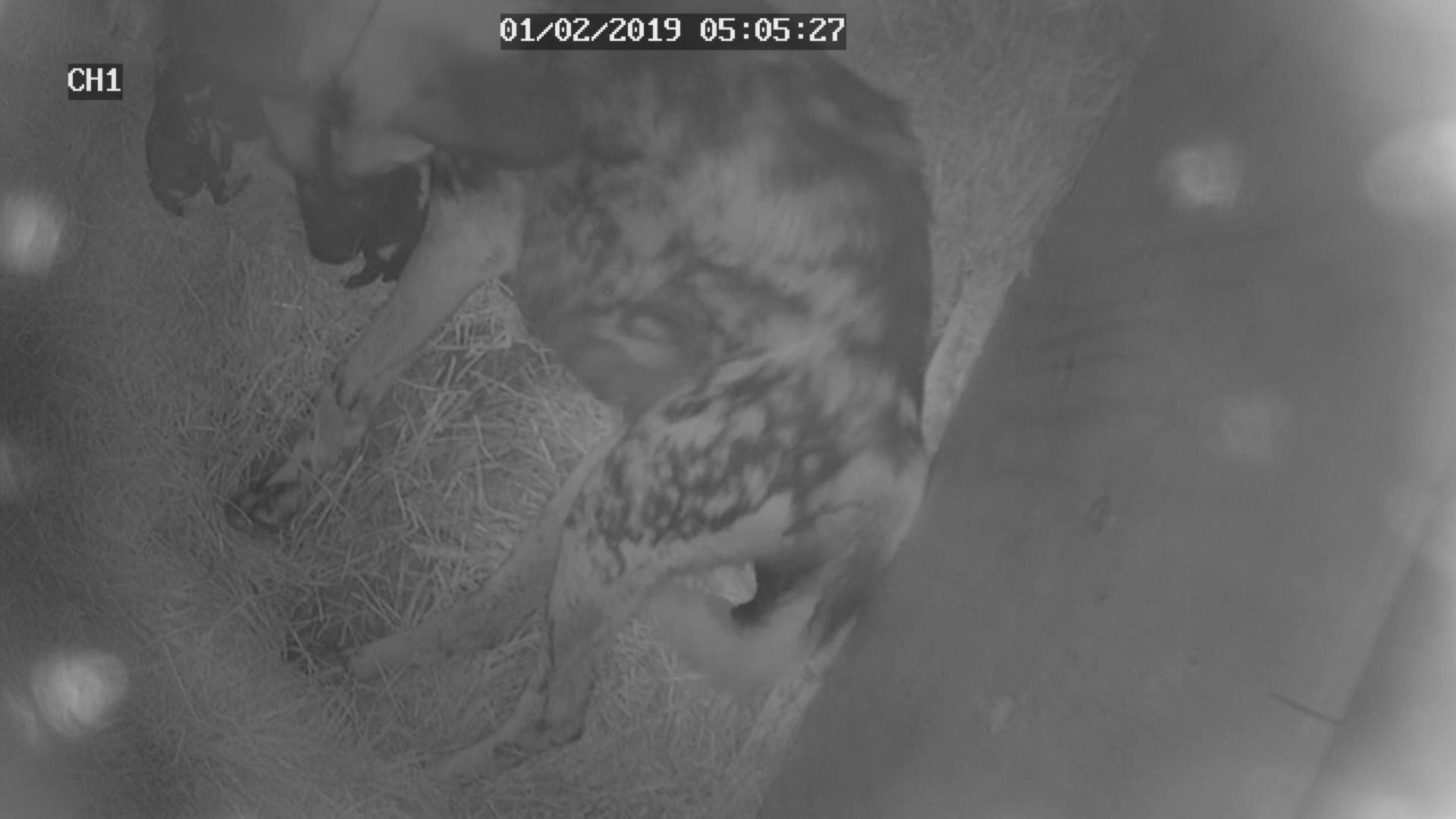 Web cam footage of Zoo Knoxville's new African painted dog pups. Courtesy of Zoo Knoxville.