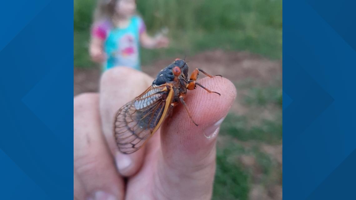 Photos: 17-year Brood X cicadas emerge in East Tennessee | wbir.com